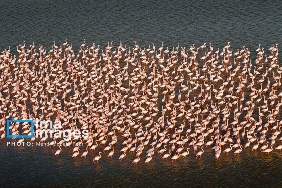 ایران زیباست | پرندگان مهاجر
