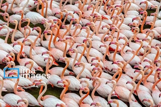 ایران زیباست | پرندگان مهاجر