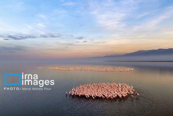 ایران زیباست | پرندگان مهاجر
