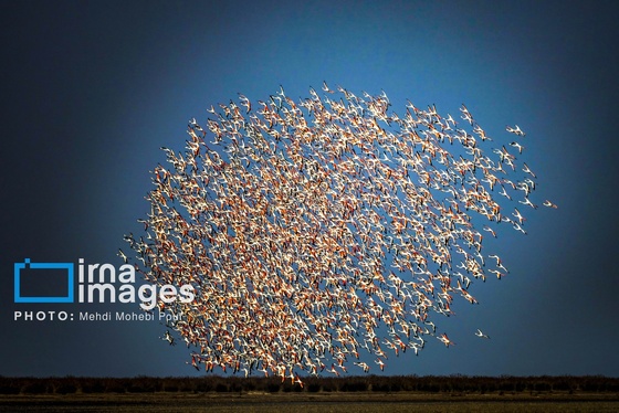 ایران زیباست | پرندگان مهاجر