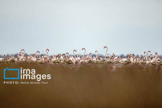 ایران زیباست | پرندگان مهاجر
