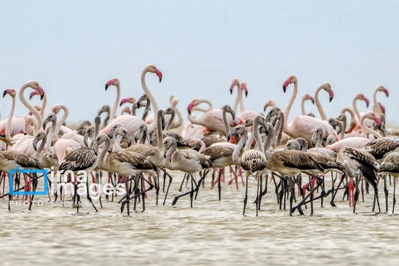ایران زیباست | پرندگان مهاجر