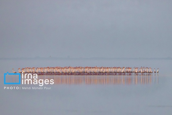ایران زیباست | پرندگان مهاجر