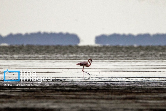 ایران زیباست | پرندگان مهاجر