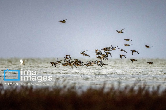 ایران زیباست | پرندگان مهاجر