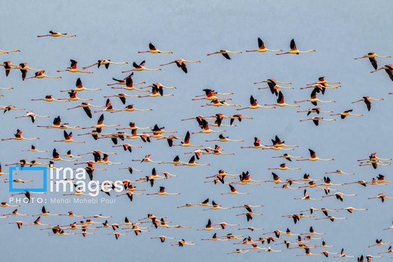 ایران زیباست | پرندگان مهاجر