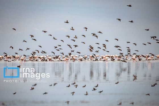 ایران زیباست | پرندگان مهاجر