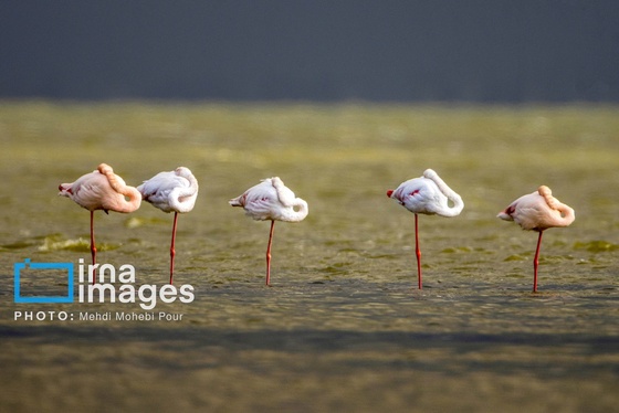 ایران زیباست | پرندگان مهاجر