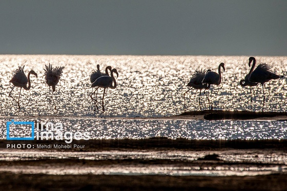 ایران زیباست | پرندگان مهاجر
