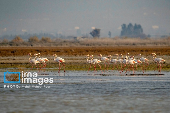 ایران زیباست | پرندگان مهاجر