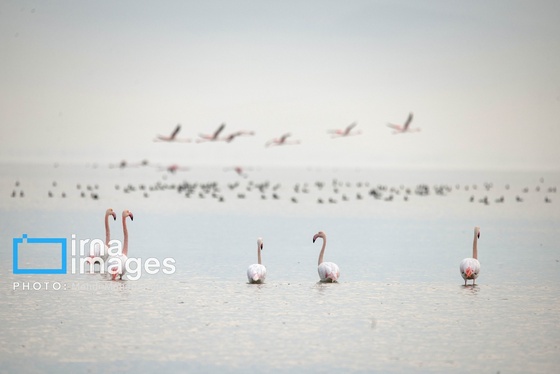 ایران زیباست | پرندگان مهاجر