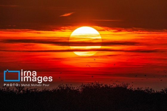 ایران زیباست | پرندگان مهاجر