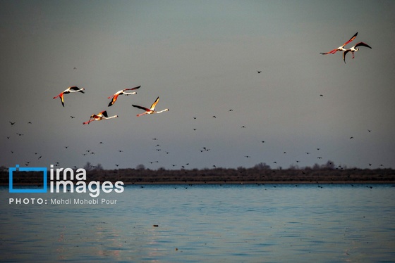 ایران زیباست | پرندگان مهاجر