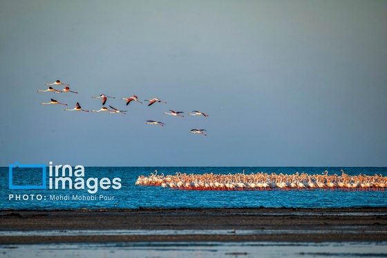 ایران زیباست | پرندگان مهاجر