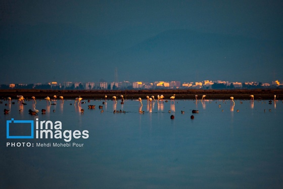 ایران زیباست | پرندگان مهاجر