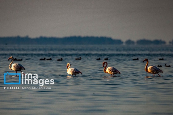 ایران زیباست | پرندگان مهاجر