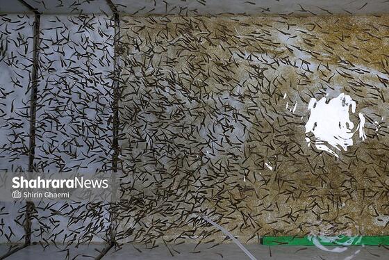 گزارش تصویری | بهره برداری از واحد بزرگ پرورش ماهی در شاندیز