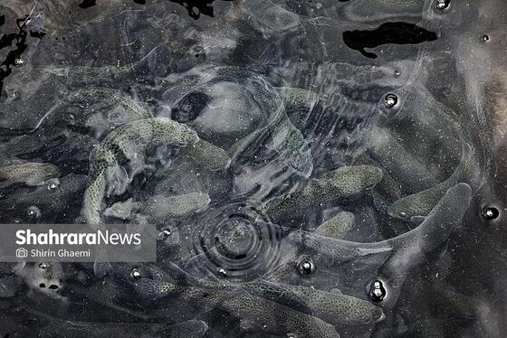 گزارش تصویری | بهره برداری از واحد بزرگ پرورش ماهی در شاندیز