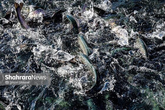 گزارش تصویری | بهره برداری از واحد بزرگ پرورش ماهی در شاندیز