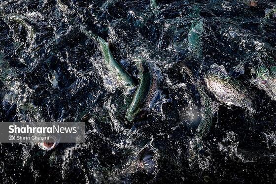 گزارش تصویری | بهره برداری از واحد بزرگ پرورش ماهی در شاندیز