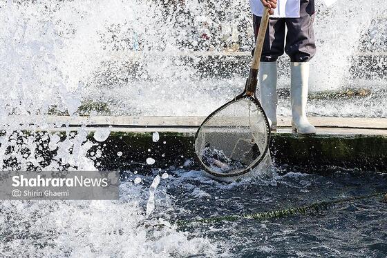 گزارش تصویری | بهره برداری از واحد بزرگ پرورش ماهی در شاندیز