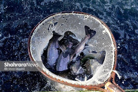 گزارش تصویری | بهره برداری از واحد بزرگ پرورش ماهی در شاندیز