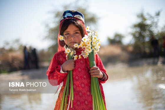 گزارش تصویری | هشتمین جشنواره گل نرگس - کازرون