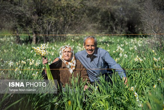 گزارش تصویری | هشتمین جشنواره گل نرگس - کازرون