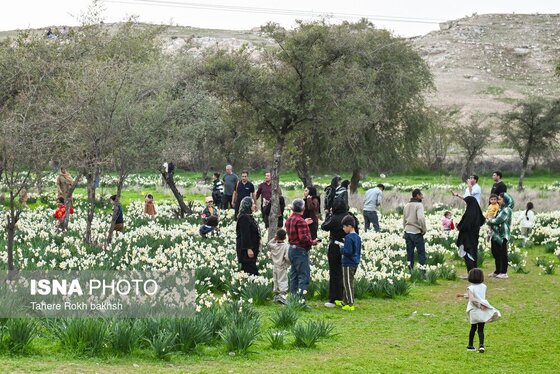 گزارش تصویری | هشتمین جشنواره گل نرگس - کازرون