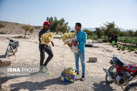 گزارش تصویری | هشتمین جشنواره گل نرگس - کازرون