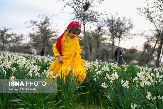 گزارش تصویری | هشتمین جشنواره گل نرگس - کازرون