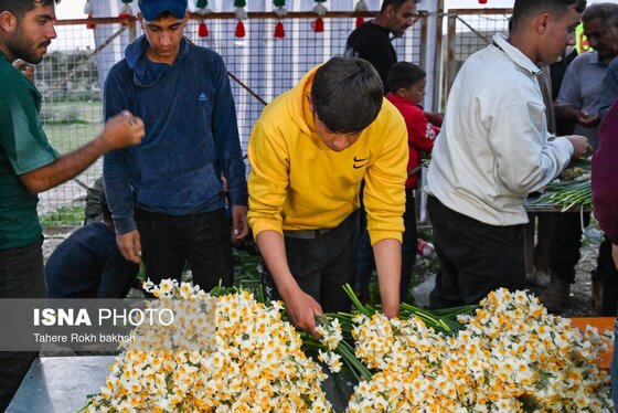 گزارش تصویری | هشتمین جشنواره گل نرگس - کازرون