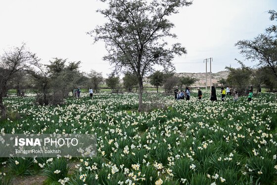 گزارش تصویری | هشتمین جشنواره گل نرگس - کازرون
