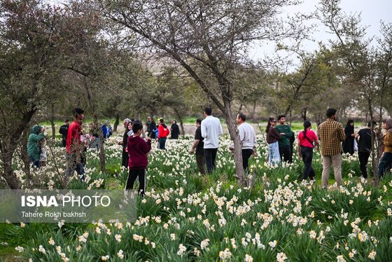 گزارش تصویری | هشتمین جشنواره گل نرگس - کازرون