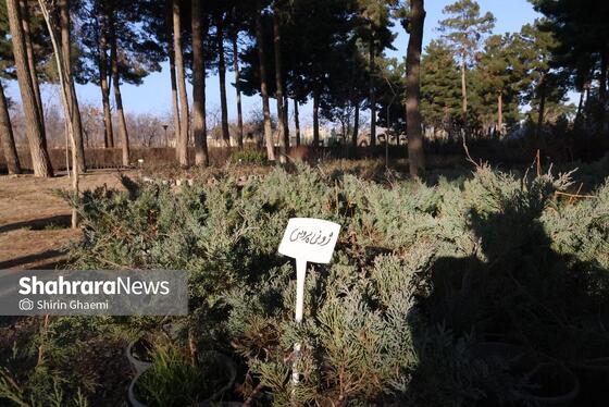 گزارش تصویری | بازدید از مرکز تولیدات سازمان پارک‌ها و فضای سبز