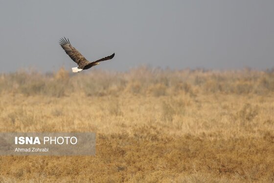 گزارش تصویری | سرشماری پرندگان مهاجر «تالاب مُرِّه» - قم