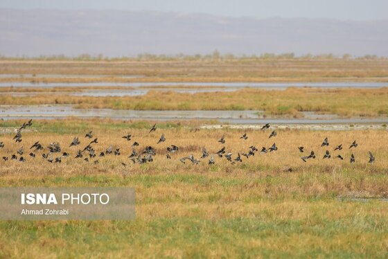 گزارش تصویری | سرشماری پرندگان مهاجر «تالاب مُرِّه» - قم
