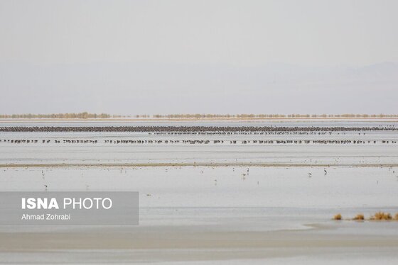 گزارش تصویری | سرشماری پرندگان مهاجر «تالاب مُرِّه» - قم
