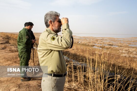 گزارش تصویری | سرشماری پرندگان مهاجر «تالاب مُرِّه» - قم