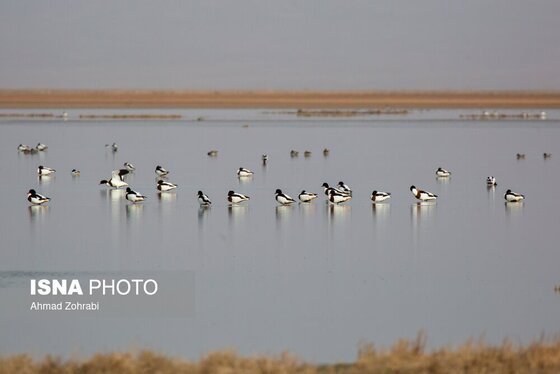 گزارش تصویری | سرشماری پرندگان مهاجر «تالاب مُرِّه» - قم