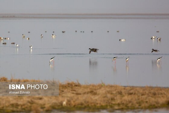 گزارش تصویری | سرشماری پرندگان مهاجر «تالاب مُرِّه» - قم