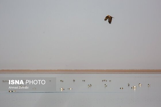 گزارش تصویری | سرشماری پرندگان مهاجر «تالاب مُرِّه» - قم