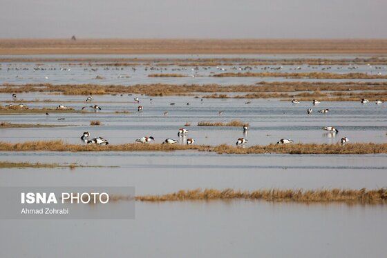 گزارش تصویری | سرشماری پرندگان مهاجر «تالاب مُرِّه» - قم