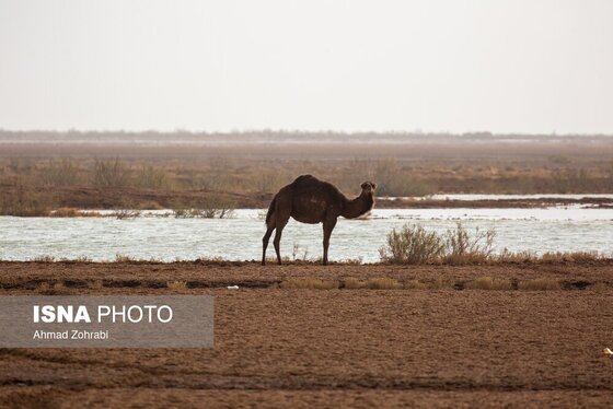 گزارش تصویری | سرشماری پرندگان مهاجر «تالاب مُرِّه» - قم