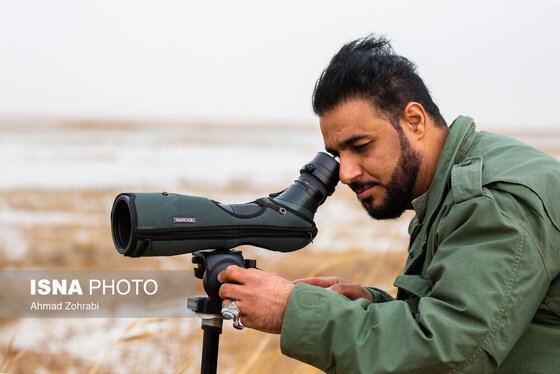 گزارش تصویری | سرشماری پرندگان مهاجر «تالاب مُرِّه» - قم