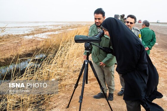 گزارش تصویری | سرشماری پرندگان مهاجر «تالاب مُرِّه» - قم