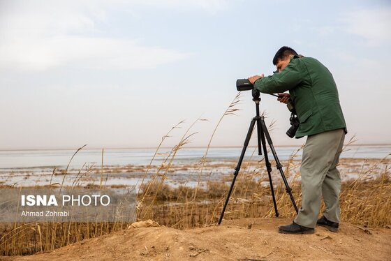 گزارش تصویری | سرشماری پرندگان مهاجر «تالاب مُرِّه» - قم