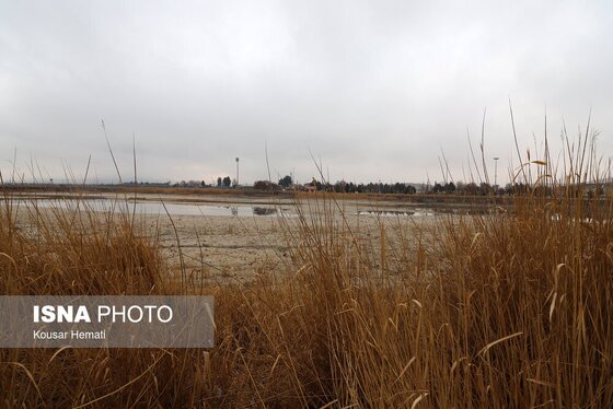 گزارش تصویری | کم آبی «سراب نیلوفر» همچنان ادامه دارد