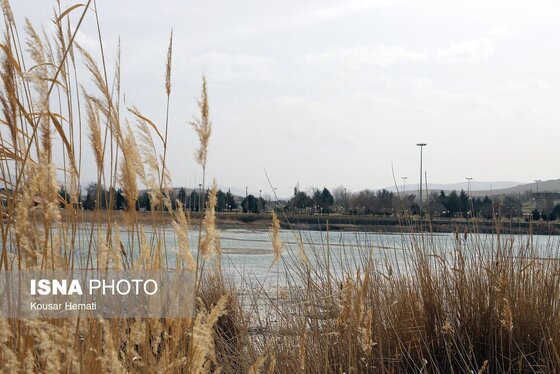 گزارش تصویری | کم آبی «سراب نیلوفر» همچنان ادامه دارد