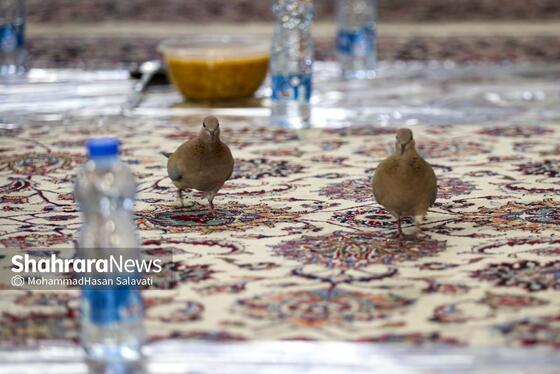 گزارش تصویری | ضیافت افطار در حرم مطهر رضوی